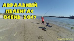 Ловля пеленгаса на Аврале/Донской пеленгас/Ловля пеленгаса осенью 2017