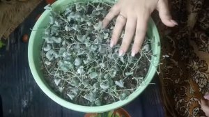 Продолжаем формирование дихондры серебристой