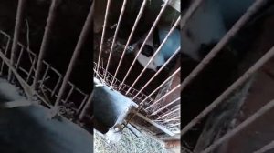 Кормлю кроликов свежими вишневыми ветками 🌿