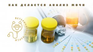 Ветеринария. Как делается анализ мочи.