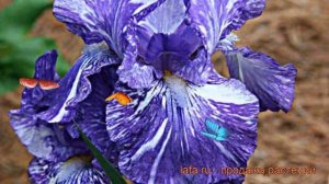 Ирис бородатый Батик (iris germanica batik) ? ирис Батик обзор: как сажать саженцы ириса Батик