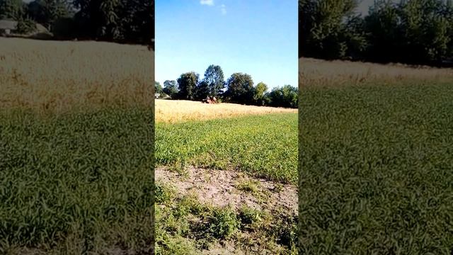 Нам молотять овес смотреть онлайн