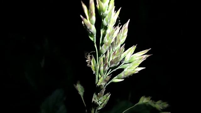 Маленький паук расплетает сети по среди ночи. смотреть онлайн