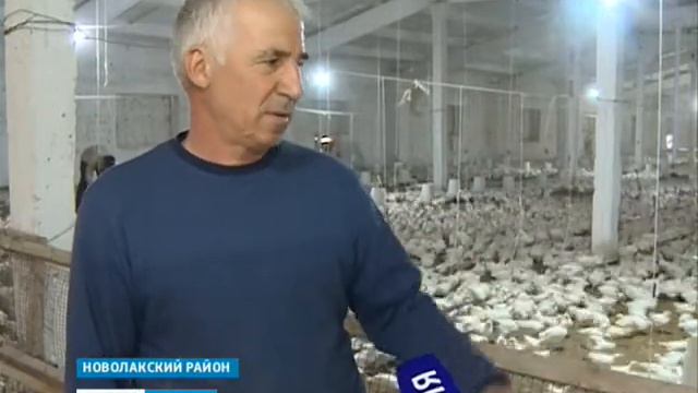 Куры особенной породы 29.05.2018г. смотреть онлайн