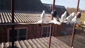 Померанский дутыш