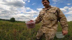 Как быстро собирать Клубнику Полевую!Июль 2022