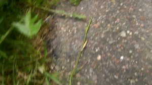 Нашли богомола в Нижегородской обл.