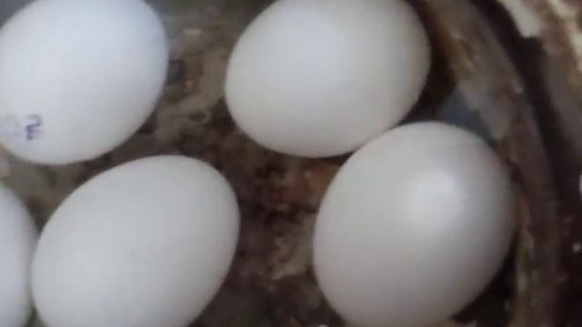 Пористая структура скорлупы яйца.
