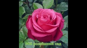 Троянда Черрі О (Роза Cherry - O ) Мій розкішний сад