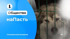 «наПасть»: о бездомных животных