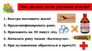 ЧТО ДЕЛАТЬ ЕСЛИ УКУСИЛА ПЧЕЛА?