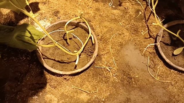 Опуск плети огурцов в зимней теплице 20.11.2022 смотреть онлайн