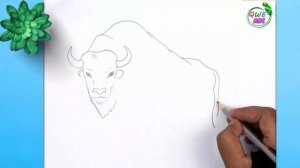 American Bison Drawing | How to draw the national mammal of United States - American Bison