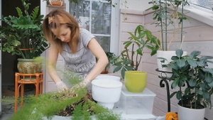 АСПАРАГУС МЕЙЕРА /УХОД, ПЕРЕСАДКА