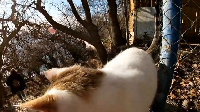 Фиолент.  Яшмовый пляж.