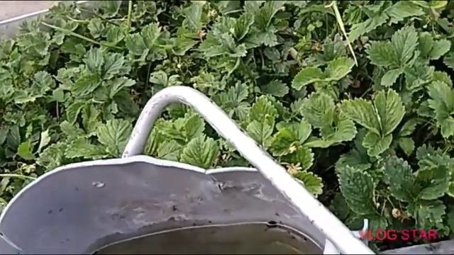 Капельный полив  на даче смотреть онлайн