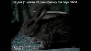 Развитие кролика по дням. 54 дня (1 месяц 23 дня) кролику Ютубик/54 days rabbit Youtubik