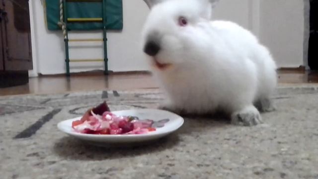 Заяц ест винегрет ?? смотреть онлайн