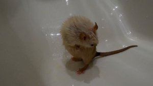 Крыса Симона купается в ванне.