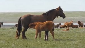 Дикие лошади донских степей - Мустанги