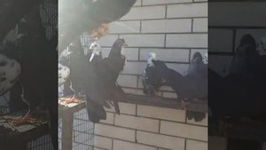 Чили бойные