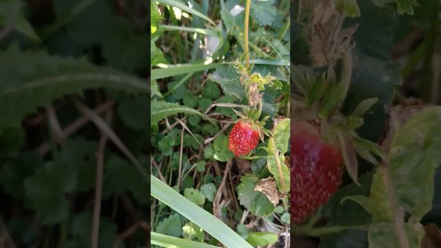 Цветы. Пионы, розы... Пора цветения смотреть онлайн