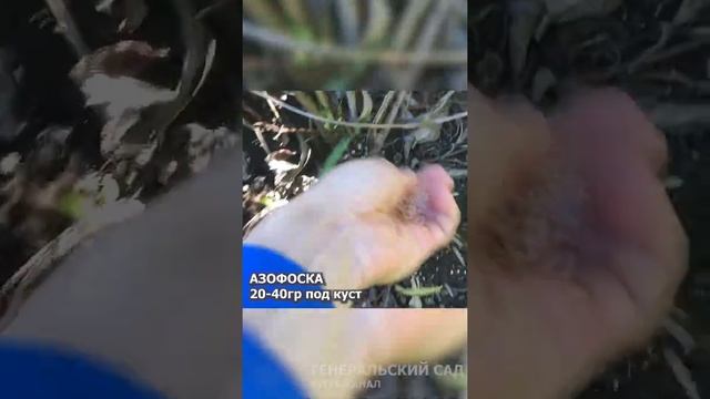 Хотите ОБИЛЬНОГО ЦВЕТЕНИЯ клематисов, делайте так! Внесите эту подкормку весной #shorts смотреть онлайн