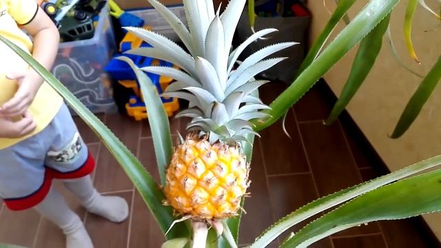 Вырастили Тайский ананас в обычной квартире смотреть онлайн