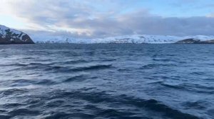 Териберка, когда не выйти за треской ищем других обитателей