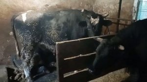 Поставили бычков на откорм! Цена на живой вес говядины! Недостатки сарая