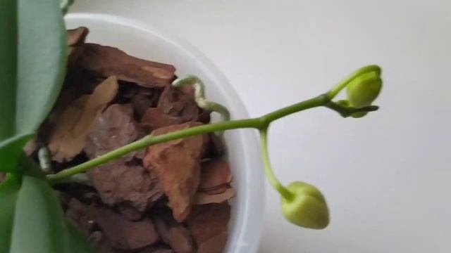 Разочарование. Цветение орхидеи Yellow Shine Girl ( бабочка). ??? смотреть онлайн