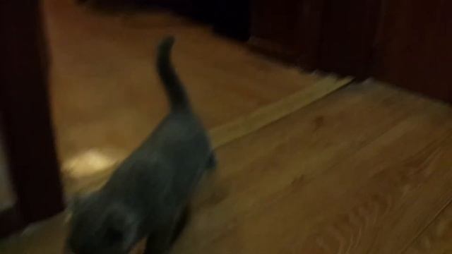 Котик маленький британский вислоухий котенок смотреть онлайн