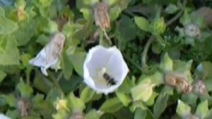 Trapped in a Campanula