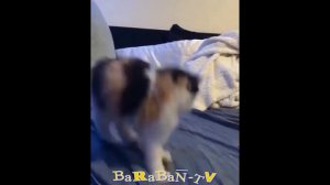 самые смешные милые котята