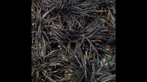 ОФИОПОГОН  (OPHIOPOGON)  сем. Ландышевые