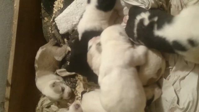 Среднеазиатский алабай туркменский первичный Тоо BCAA САО смотреть онлайн