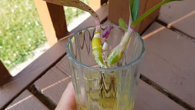 兰花水培－胭脂石斛要开花了！Den. Hibiki (bracteosum x laevifolium) смотреть онлайн