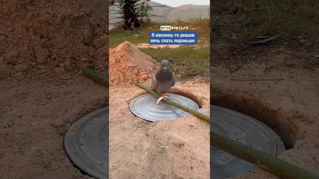 Я наконец-то решаю лечь спать пораньше... #мем #humor #animals #memes #shorts