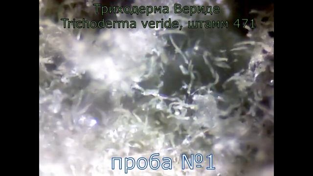 Итоги эксперимента по выращиванию триходермы дома. Различие триходермы, пеницилла, аспергилла ч-8. смотреть онлайн