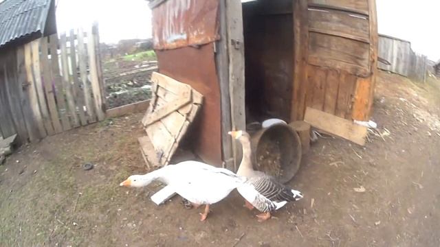 Это моя девочка))Мы с Димой разжигаем печь)Вырвали кран под корень. смотреть онлайн