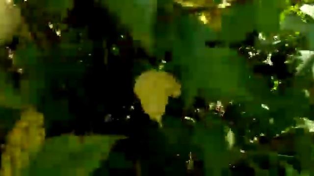 Смородина черная "Нюрсинка" 2021 год // С.Х.У смотреть онлайн