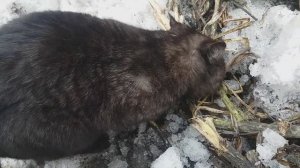 Кот нашел котовник! Весна идет! Весне дорогу!