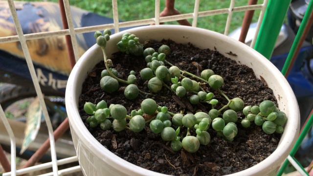 vlog #1 : My Cactus And Succulent Collection смотреть онлайн