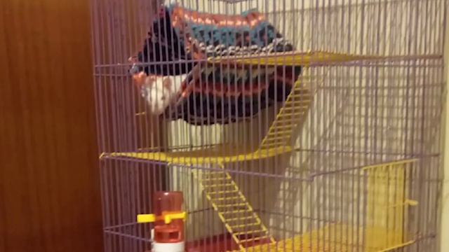 Стоит ли заводить крысу если в доме 4 кота?? Личный опыт. От страха к спокойствию. смотреть онлайн