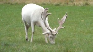 Оксфорд августовский (2019). Олень черный, олень белый. Oxford 2019. Black deer, white deer