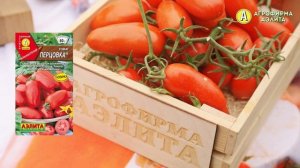 Сорт Томата с Красивыми Плодами – ПЕРЦОВКА