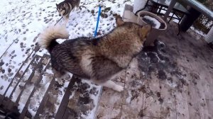 ШОК! Девушка ПОКРАСИЛА СОБАКУ - Цветной Немецкий Дог