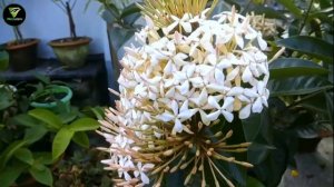 My TOP 3 Secrets to Get 1000X Blooms on IXORA