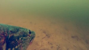 МИР ГЛАЗАМИ ЩУКИ | ЩУКА ПЛАВАЕТ С ПОДВОДНОЙ КАМЕРОЙ