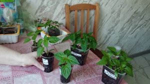 Все о перцах. Отвечаю на вопросы